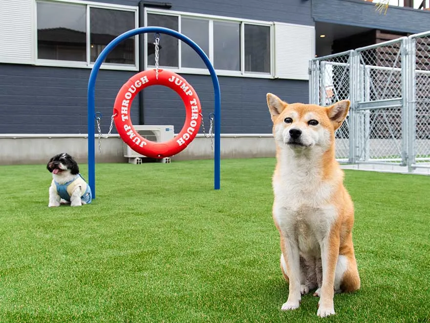 Dog Villa SAMPO